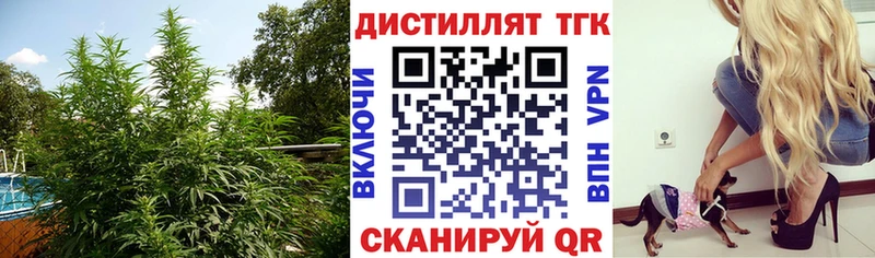 где купить   Сычёвка  мега зеркало  ТГК концентрат 